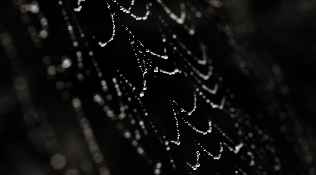 Abstract image of spider web